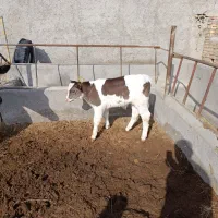 گاو شیری انگوس|حیوانات مزرعه|مهربان, |دیوار