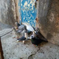 ۸تاکفترنر بی بوم کفتر کوه سرخ