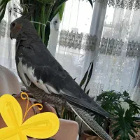 عروس ماده بالغ،۹ ماهه،دستی|پرنده|شاهین‌شهر, گرگاب|دیوار