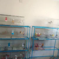 قنارری همه جورماد امادو نر