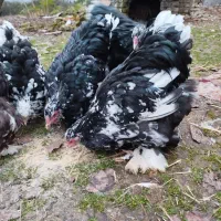 برهما بلکمتلد نیمچه ۶ماهه