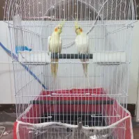 جفت عروس هلندی همراه قفس