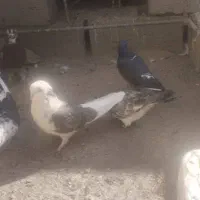 کبوتر|پرنده|بافت, |دیوار