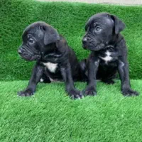 ماستیف ایتالیایی کنکورسو