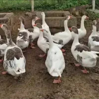 قاز و بوقلمون