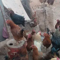 مرغ و خروس فروشی|حیوانات مزرعه|رشتخوار, |دیوار