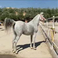فروش کره از کارون داغ۲