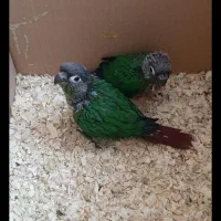 گرینچیک.گرینچیک سرلاکی.گیرینچیک.راهب.