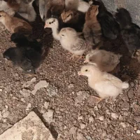 جوجه گلین اصیل