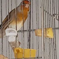 سهره قناری مستخون کول انداز دهن کامل سهره