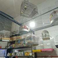 قفس سهره خاکی|لوازم جانبی حیوانات|شیراز, گل سرخ|دیوار