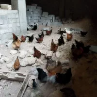 مرغ خروس|حیوانات مزرعه|صوفیان, |دیوار