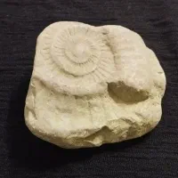 فسیل بزرگ آمونیت طبیعی لوکس مناسب دکوروکلکسیون
