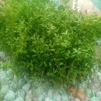 لیمو خارگی و لیمو خارکل