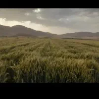 جو بهمن وگندم آبی و دیم|عمدهفروشی|خانمیرزا, |دیوار