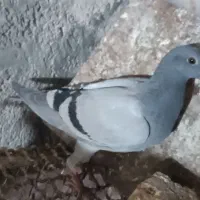جوجه سبز|پرنده|تربت جام, شهرک آزادگان|دیوار