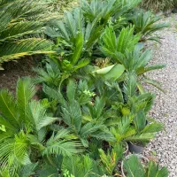 سیکاس|گل و گیاه طبیعی|نوشهر, |دیوار