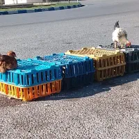 انواع مرغ خروس غاز و...