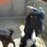 بز پاکستانی|حیوانات مزرعه|شیراز, گچی|دیوار