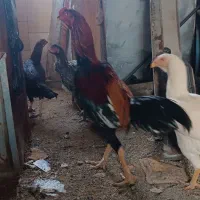 مرغ و خروس لاری