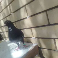 نرماده پلنگ خوشگل