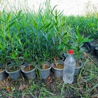 فروش گل باغچه لاوسون زرشک یاس|گل و گیاه طبیعی|خرم‌آباد (تنکابن), |دیوار