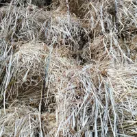 سرچینه. کاه