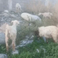 بز و کهره|حیوانات مزرعه|جیرفت, |دیوار