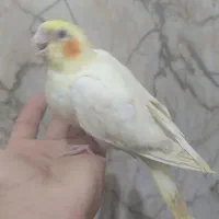 جوجه کوتوله جوجه عروس دستی و سرلاکی|پرنده|تایباد, |دیوار