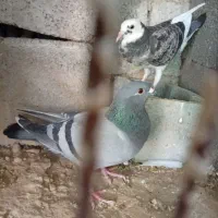 کبوتر پلاکی|پرنده|آبپخش, |دیوار