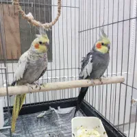 عروس هلندی جفت خورده سالم و سرحال