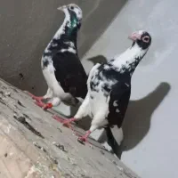 کفتر