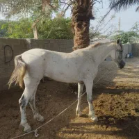 مادیان سفید ابستن