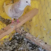 طوقی اجری خال سرکه ای نر