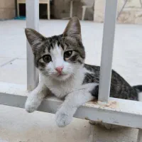 واگذاری گربه دستی رایگان