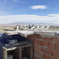 کبوتر پرشی درجه یک