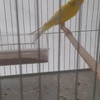 قناری نر و ماده