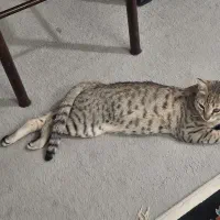 واگذاری گربه رایگان|گربه|قدس, شهر‌قدس|دیوار