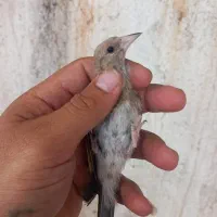 دو عددجوجه سهره رسمی بادورگ کرمونی