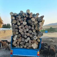 خرید انواع چوب .بالاترین قیمت نقد|خدمات باغبانی و درختکاری|خرمدره, |دیوار