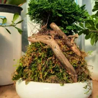 بی سای ، بن سای|گل و گیاه طبیعی|مشکین‌دشت, |دیوار