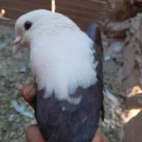 کله سفید،وچند تا کفتر گرفتنی|پرنده|سبزوار, شرق کال شمالی|دیوار