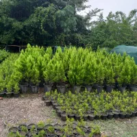 فروش پیتسپرون کیفیت عالی|خدمات باغبانی و درختکاری|کتالم و سادات شهر, |دیوار