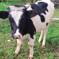 لیشه هلشتاین اصیل|حیوانات مزرعه|آستانه اشرفیه, |دیوار