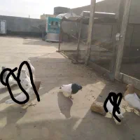 کبوتر|پرنده|مشهد, باغون آباد|دیوار