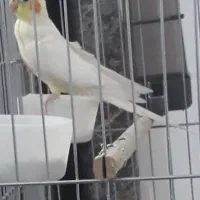 عروس هلندی ماده