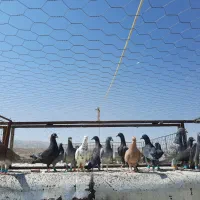 دسه پلاکی|پرنده|شیراز, دشت چنار|دیوار