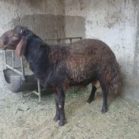 بره|حیوانات مزرعه|اصفهان, جی شیر|دیوار