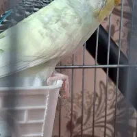 دوتا مرغ عشق