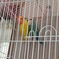 طوطی برزیلی مولد تضمینی ۱۰۰درصد